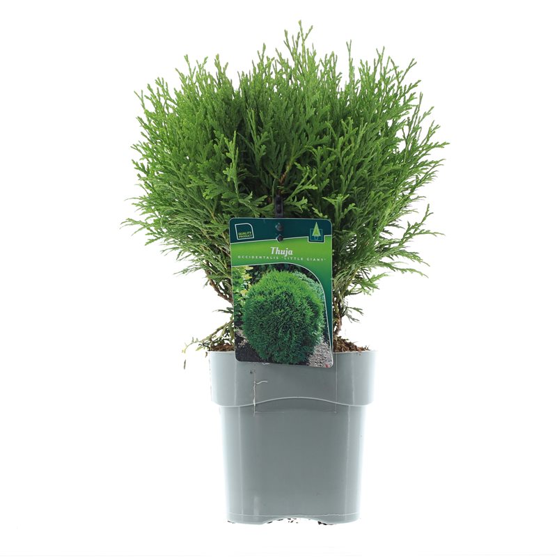 Туя западная Литтл Гиант